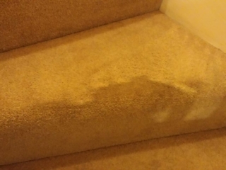 Stairs after cleaning services